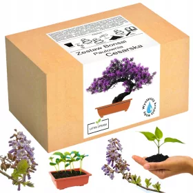    Bonsai paulownia császárfa termesztésére szolgáló készlet