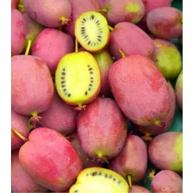  MINI KIWI Weiki női fajta FINOM GYÜMÖLCS