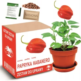  HABANERO ORANGE chili paprika termesztő készlet