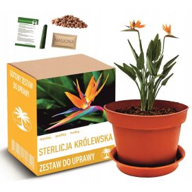    STERLICIA ROYAL - PARADISE MADÁR termesztésére szolgáló készlet