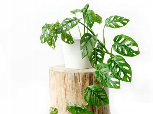  Monstera majommaszk Gyönyörű, lyukakkal, ~ 18 cm