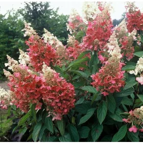    Fehér, rózsaszín hortenzia, palánták 1-2l-es edényben, 20-30 cm