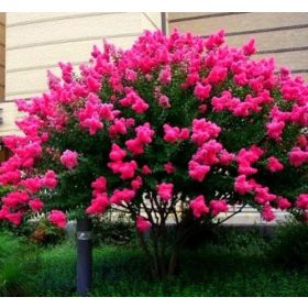   LAGERSTROEMIA A VILÁG LEGHOSSZABBAN VIRÁGÍTÓ CSERJEI RÓZSASZÍN