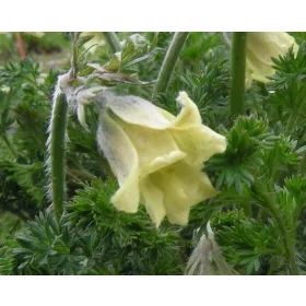  YELLOW PASSANQUE - csemege a kertbe