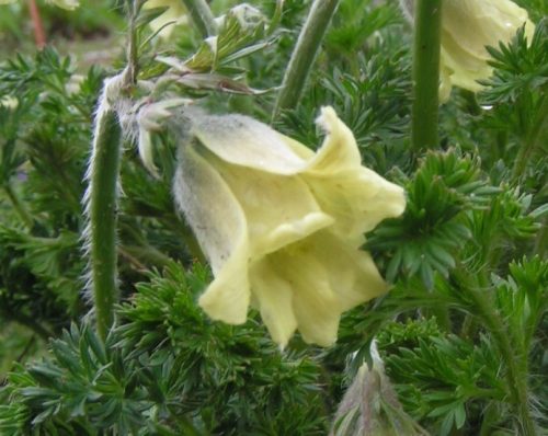  YELLOW PASSANQUE - csemege a kertbe