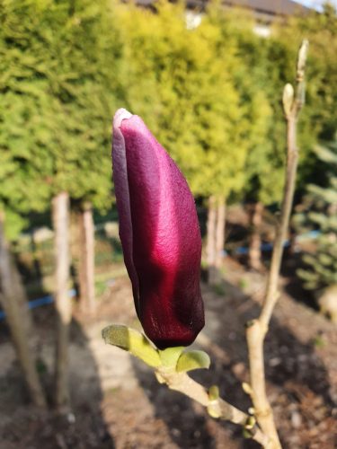  Magnólia és tulipánfa palánta 3-5l-es edényben, 110-130 cm