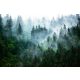 Falikép GREEN FOREST IN THE FOG 294x260 Nem szőtt anyag
