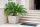  Cycas pálma palánta 0,5 literes edényben
