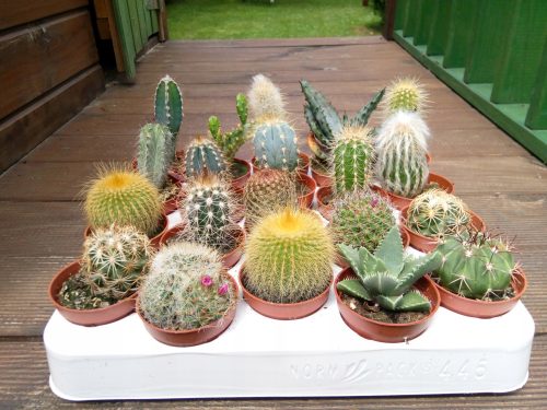  Palánta 0,5 l-es tartályban