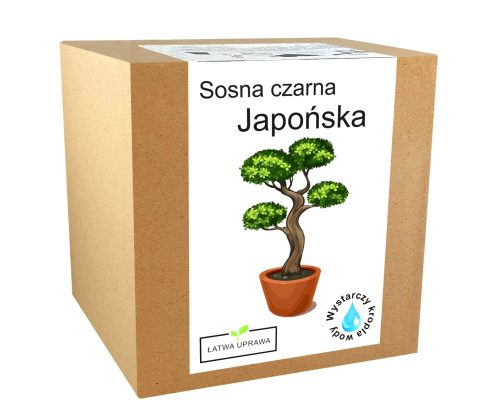  Japán feketefenyő bonsai termesztőkészlet