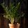  Zamioculcas Zamiifolia palánta 0,5-1 literes edényben