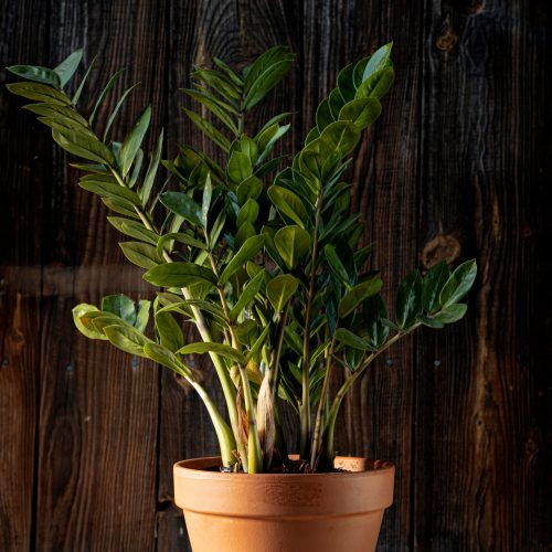  Zamioculcas Zamiifolia palánta 0,5-1 literes edényben