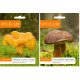  Micélium Micélium Brown Bay Bolete 0,01kg