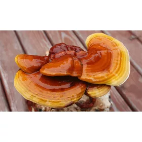  A REISHI fényes gomba micélium a szemeken 1l