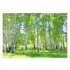 3D fotótapéta BIRCH FOREST Nyírfák 368x254