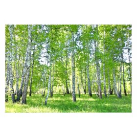 Falikép NYIRFÁK ERDŐ 3D Nature 416x254