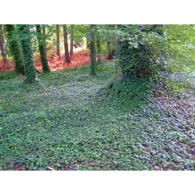  COMMON Ivy - HEDERA kúszónövény - 20 db-os készlet