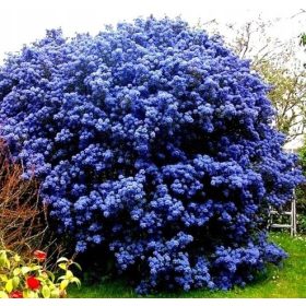 PRUSZNIK VICTORIA KÉK ÖRÖGZÖLD MAGOK