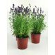 Levendula Hidcote Blue 12 db Lavandula