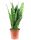  Sansevieria Zeylanica Sansevieria Snake növény