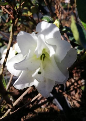  Rhododendron és azálea, palánták 2-3 literes edényben, 20-30 cm
