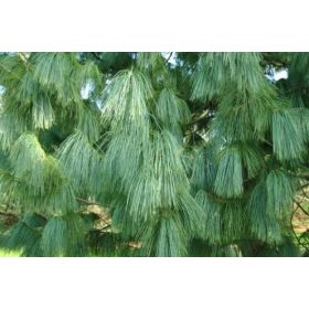 HIMALÁJA FENYŐ PINUS WALLICHIANA NAGY VETÉS