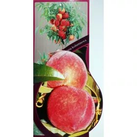    Őszibarack és nektarin oszlopos palánta csupasz gyökérrel 100-130 cm