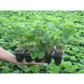    POLKA erdei szamóca és eper, palánta 0,5 l-es edényben, 10-14 cm