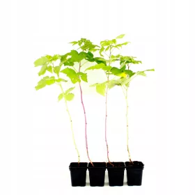    Málna és szeder Glade, Golden Queen, Jewel palánta edényben 0,5-1l 30-40 cm