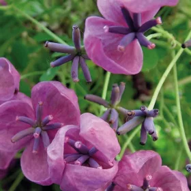  Az Akebia fiveleaf 1 csokoládé szőlő illata