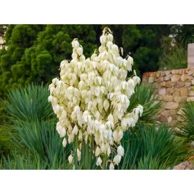  Kerti yucca CAROLIŃSKA örökzöld GYÖNYÖRŰ virágok