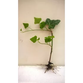  Borostyán csupasz gyökerű palánta, 15 cm