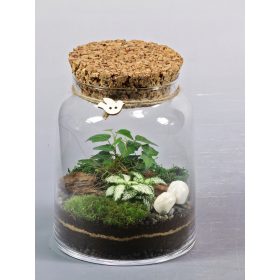   Növény terrárium - Erdő tégelyben, kész kompozíció, hedera, fitonia