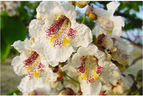  KÖZÖS CATALPA BIGNONIOIDOK VETÉS P9