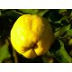 A NAGY GYÜMÖLCSÖS BILMALÁS AROMATIS ALMA VIRÁGCSEREPÉNEK