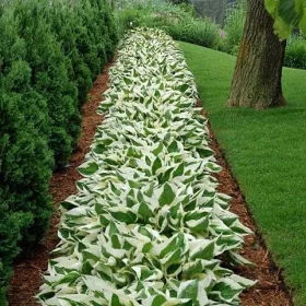  Hosta Funkia ~ PATRIOT ~ palánta