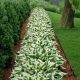 Hosta Funkia ~ PATRIOT ~ palánta