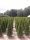  THUJA THUJA EMERALD 80-100cm SZÁLLÍTÁSSAL 50db