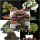  BONSAI MAGGYŰJTEMÉNY 14. sz. 4 csomagos készlet