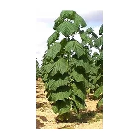  Paulownia ShanTong Oxigénfa 100 mag