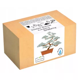  Készlet ezüst eukaliptusz bonsai fa termesztéséhez