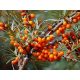  P9 TENGER SZUKA HIPPOPHAE RHAMNOIDES 20-30 C