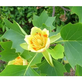    Sárga magnólia és tulipánfák, palánta 0,5-1l-es edényben, 10-20 cm