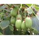  MINI KIWI AKTINIDIA ISSAI Biszexuális fajta P9