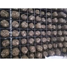    Shiitake micélium lengyel beszállítói bálák keményítő