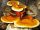 Micélium és mikorrhiza - REISHI Ganoderma lucidum kész szubsztrát 3kg GOMBA
