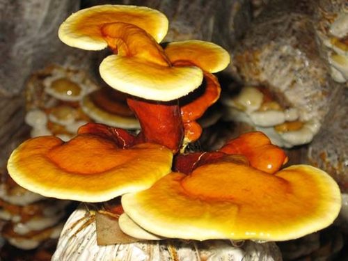 Micélium és mikorrhiza - REISHI Ganoderma lucidum kész szubsztrát 3kg GOMBA