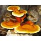 Micélium és mikorrhiza - REISHI Ganoderma lucidum kész szubsztrát 3kg GOMBA