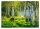 Fotótapéta BIRCH FOREST 3D Birch Trees 312x219