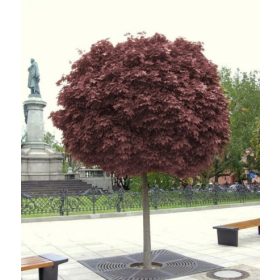 Csupaszgyökér palánta klónok 150-170 cm